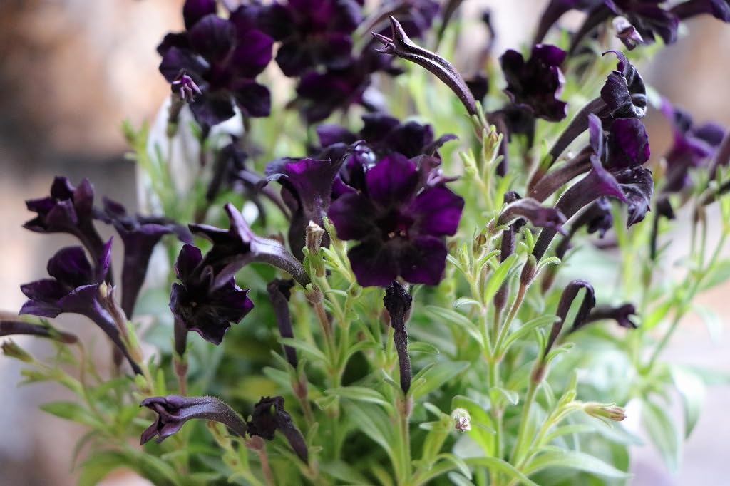 Amazon.co.jp: 極小輪 ペチュニア テヌート 3〜3.5号ポット苗 1